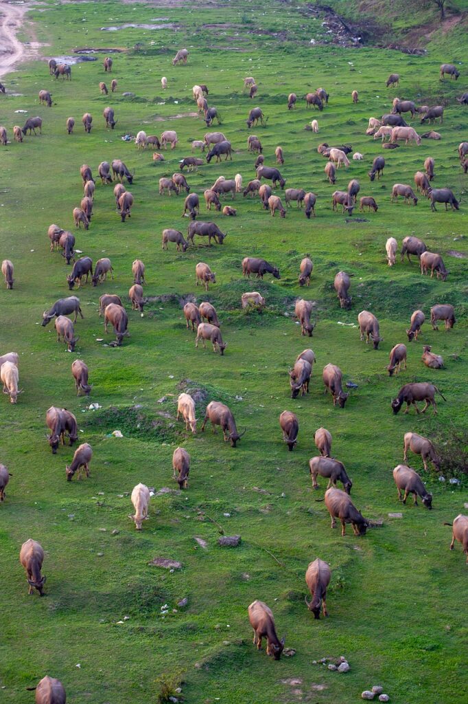 cows, cattles, livestocks, farm, animals, nature, mammals, agriculture, rural, countryside, pasture, grazing, beef, farming